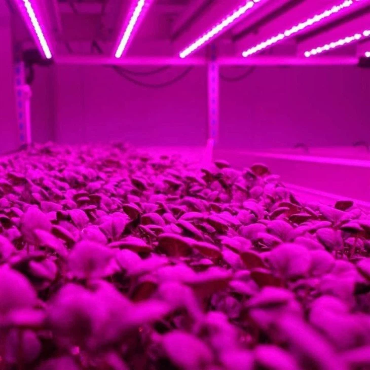 UV LED Grow Lights For Indoor Plants